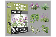 63 Assorted Plants Photo Overlays, a Nature Photo by KenScape (Thumbnail 1 of 3)