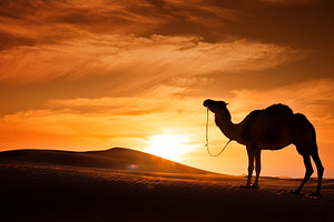 dromedary in the desert AI generated, a Photo by WorldOfPhotos