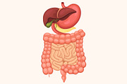 Human digestive system anatomy, a Healthcare Illustration by Yayasya (Thumbnail 3 of 3)