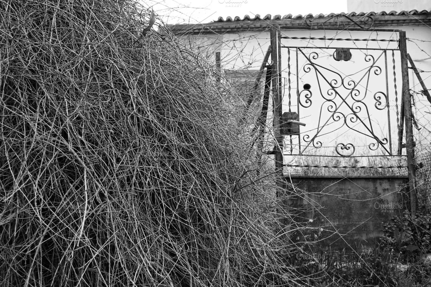 withered plant branches old door, an Architecture Photo by sirylok