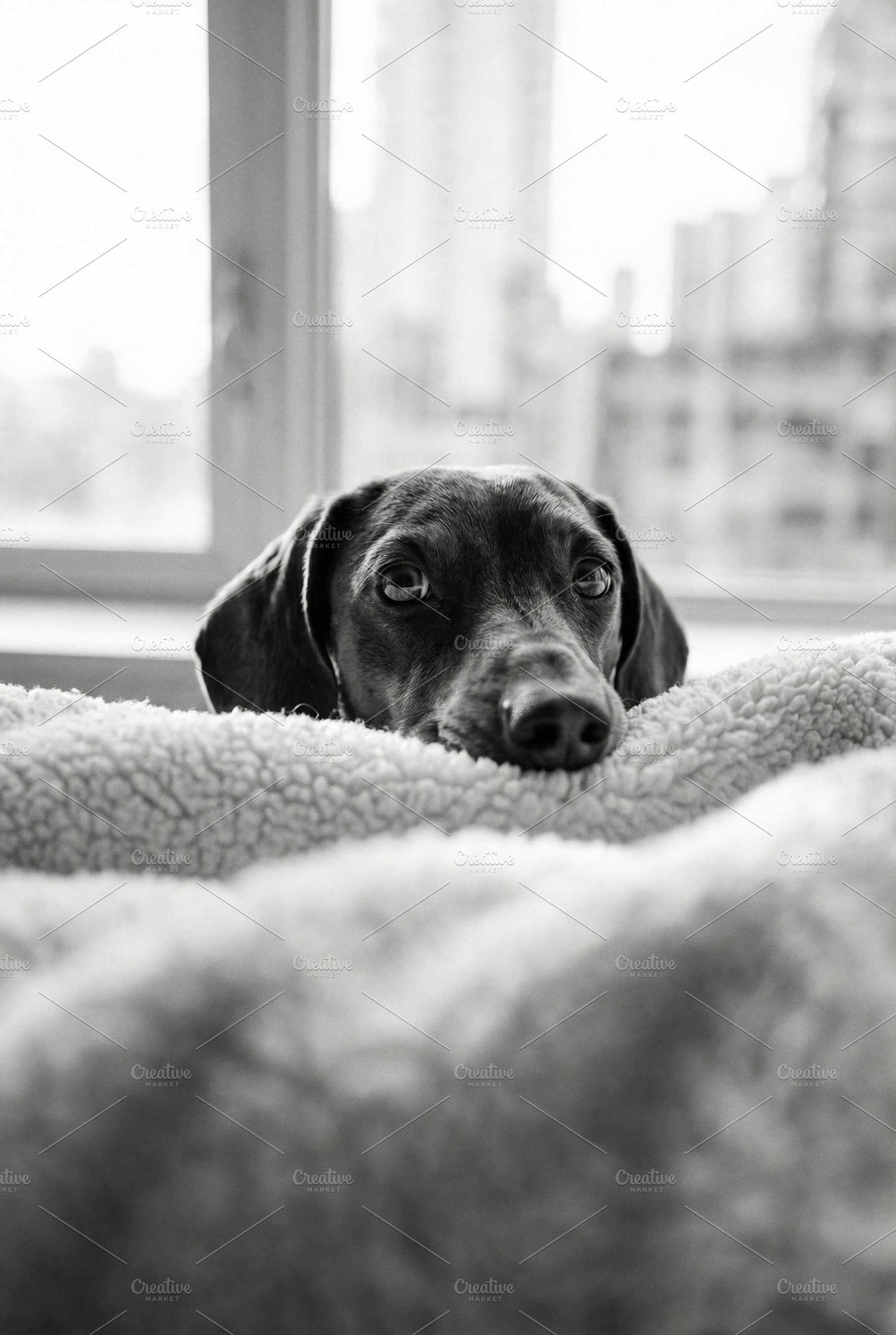 Dog Peeking Over Cozy Blanket B&W, an Animal Photo by Virgo Studio