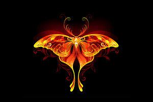 Fire Moon Butterfly