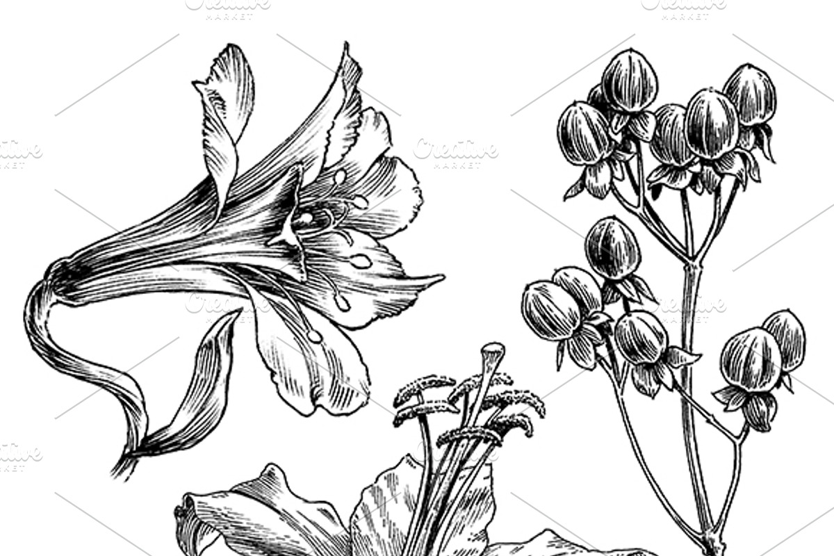 Ink flower set, a Decorative Illustration by RasterBird (Photo 5 of 10)