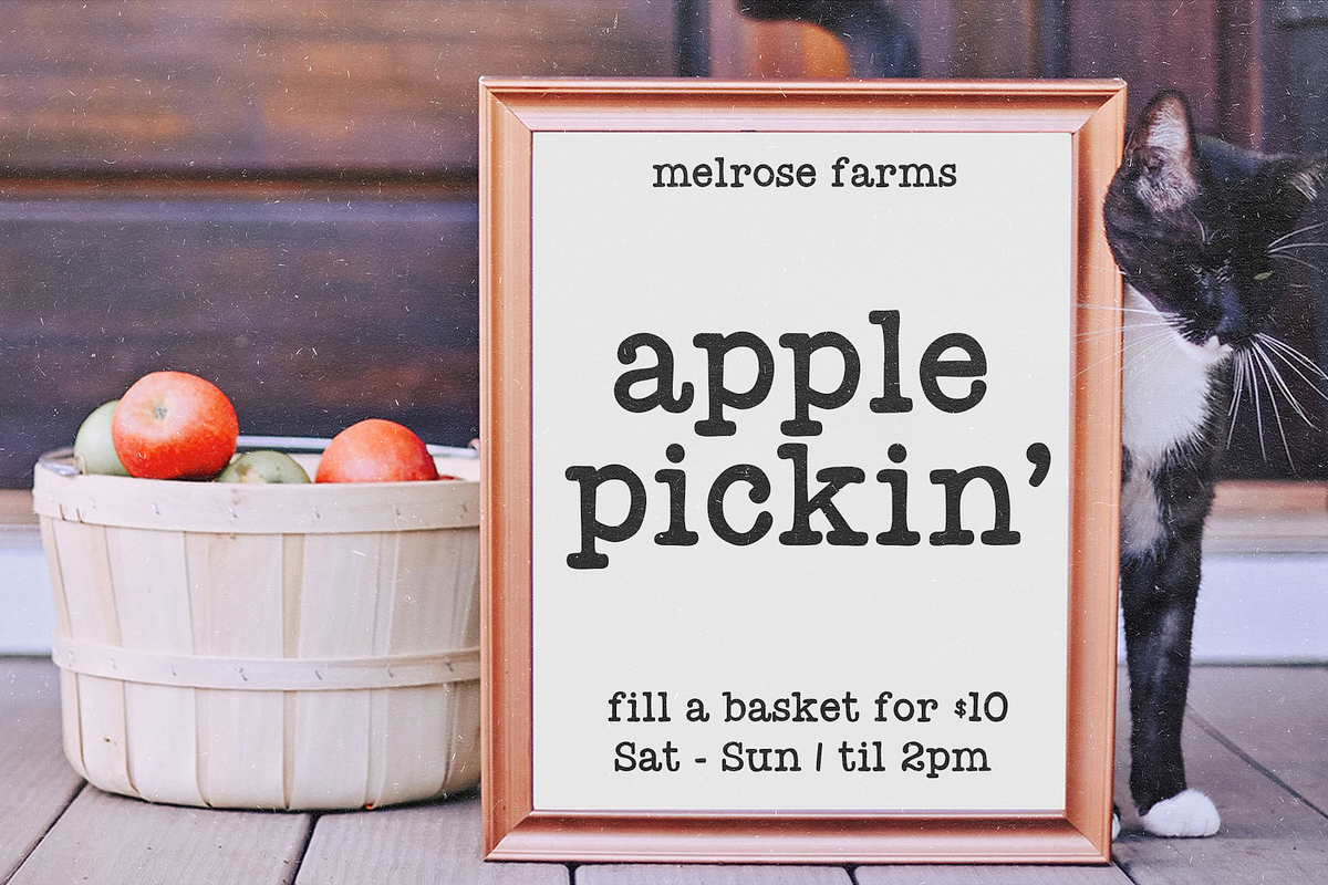 Farmland | Rustic Typewriter Font, a Serif Font by KA Designs (Photo 9 of 11)