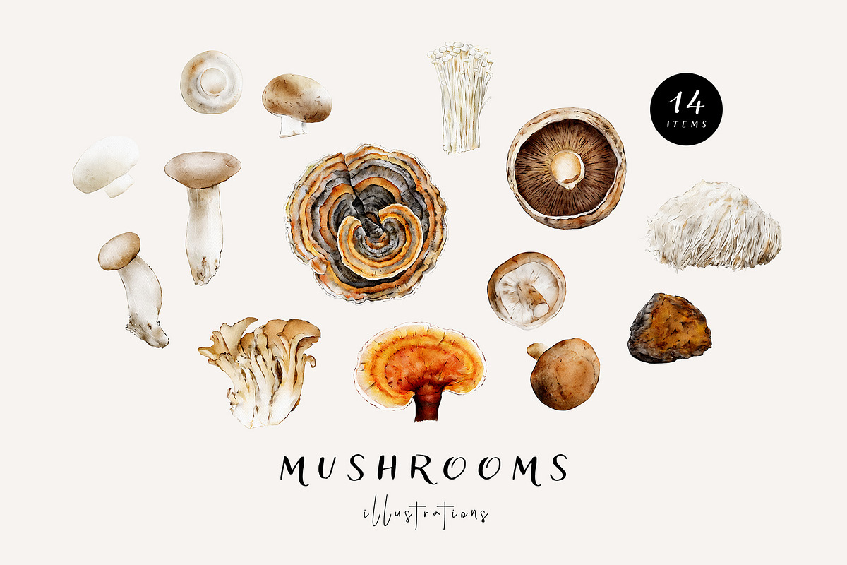 Mushroom illustration. Fungi clipart, a Food Illustration by Diana Askarova Art (Photo 1 of 6)