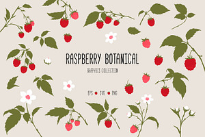 Raspberry Botanical Graphics