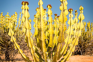 Desert Cactus, a Nature Photo by THP Creative