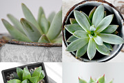 Succulent-Themed Instagram Collectio, a Social Media Template by Greenleaf Images (Thumbnail 3 of 4)