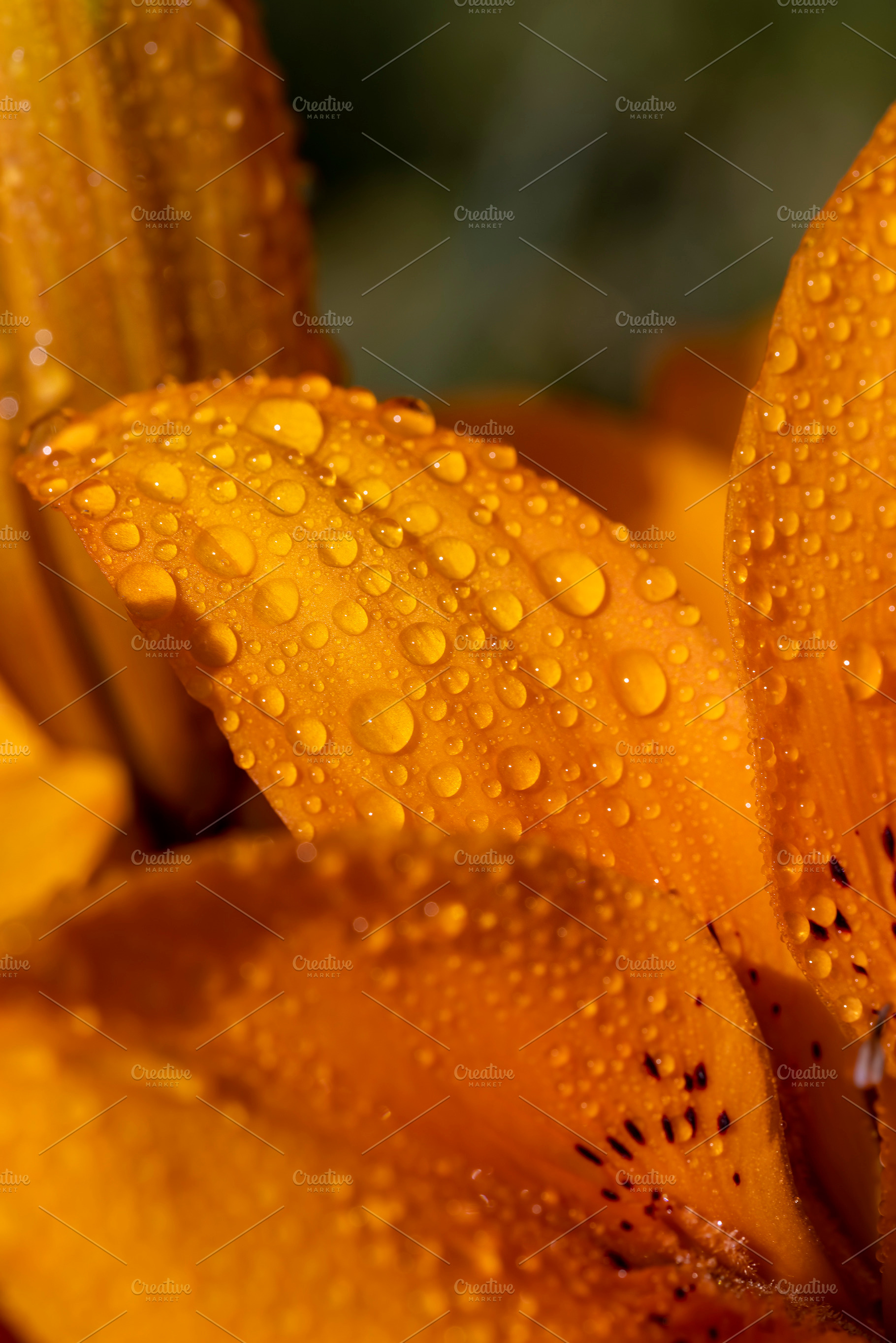 lily flowers covered with water droplets in spring, wet lily flowers in sunny w, a Photo by MyPhotos