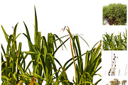 Grass overlays, an Object Graphic by ArtuscoDesign (Thumbnail 5 of 5)