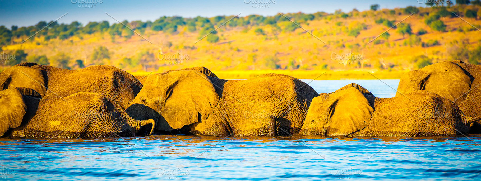 Elephant Herd Crossing Chobe River, an Animal Photo by THP Creative