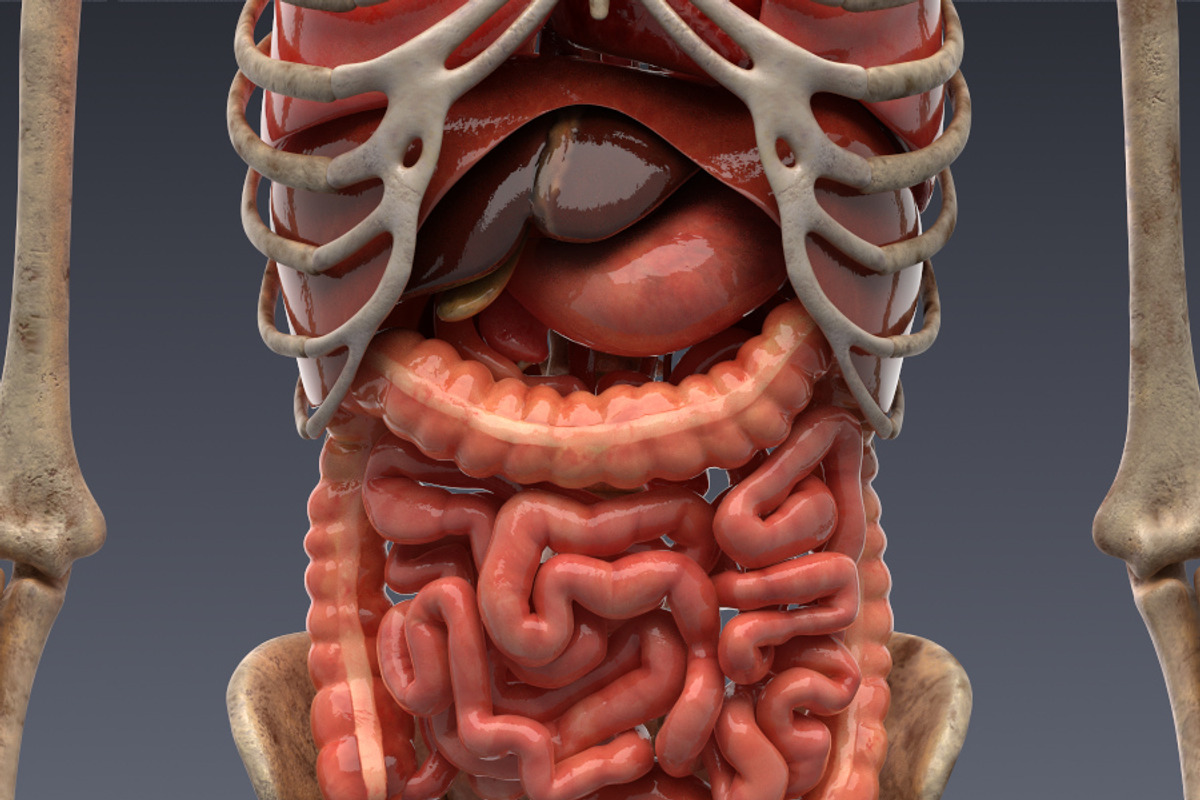 Animated internal organs, skeleton, a Characters & Person 3D Model by konstantin.ermolaev (Photo 2 of 29)