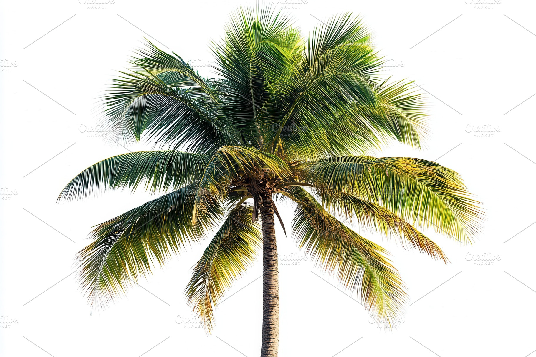 Lush Green Palm Tree Isolated on Whi, a Photo by Pixeness Studio
