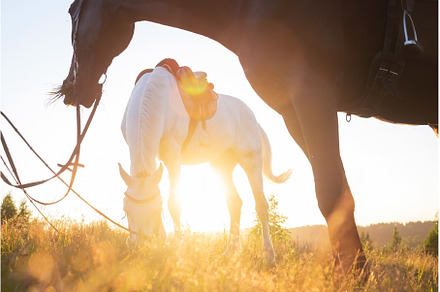 View on two horses grazing in a, an Animal Photo by Koldunov