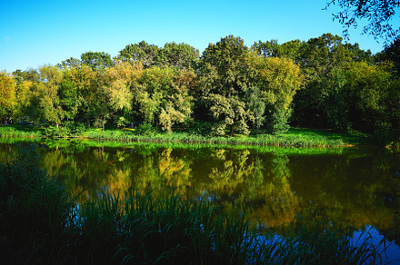 Reflections in forest pond landscape backdrop, a Nature Photo by RETROWAVE '88