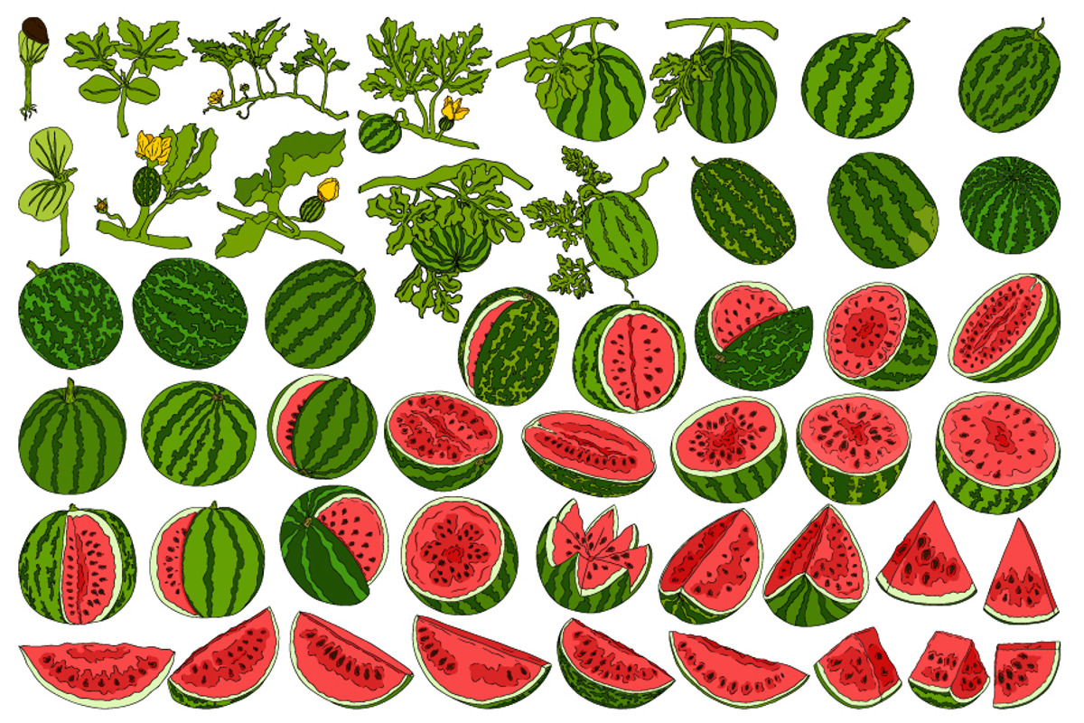 Hand drawn Watermelon, a Food Illustration by Elena Mykhailenko (Photo 3 of 4)