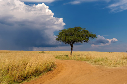Beautiful landscape with acacia tree and road in the African sav, a Nature Photo by Byrdyak