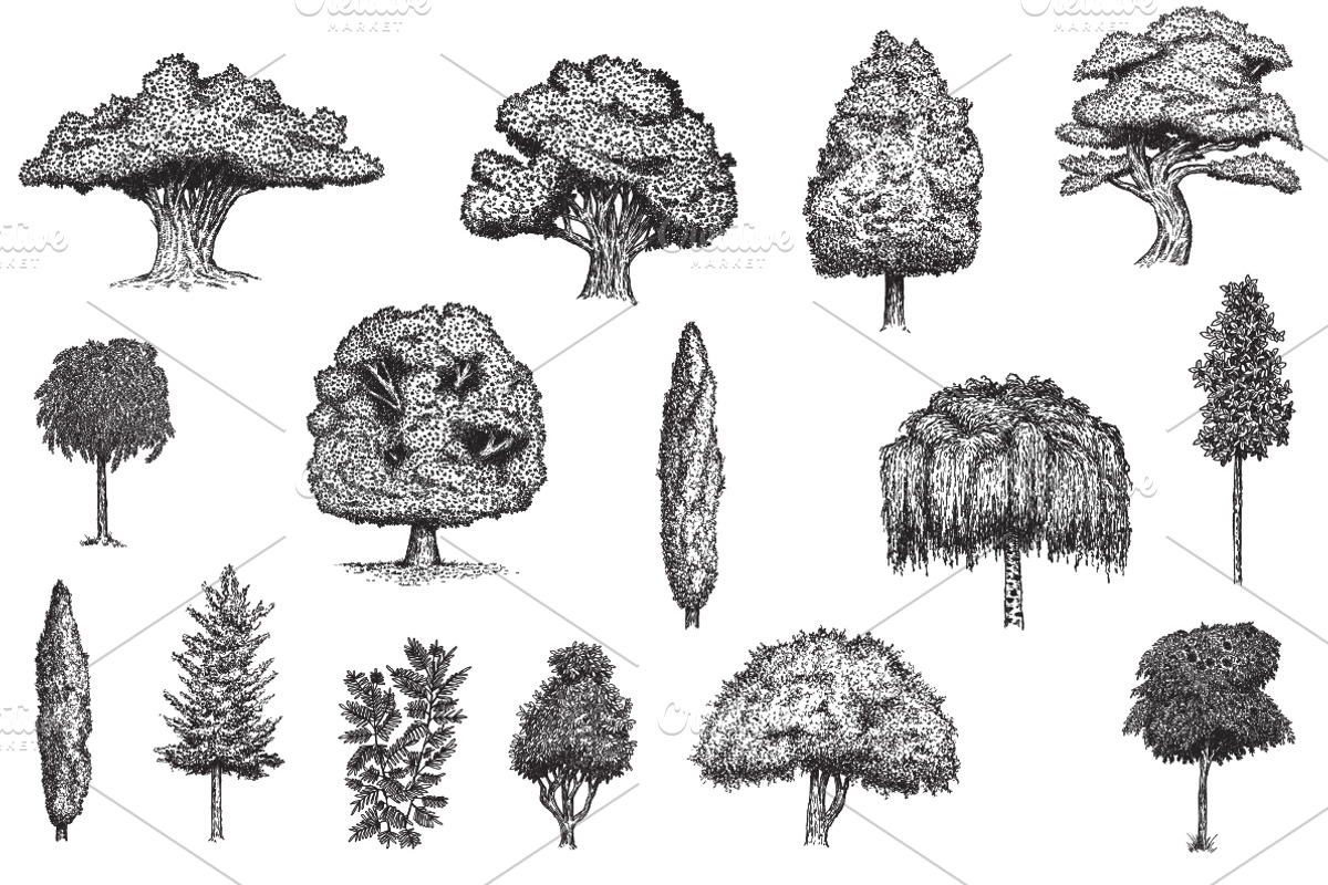 Hand drawn plants, an Object Illustration by CGterminal (Photo 2 of 7)