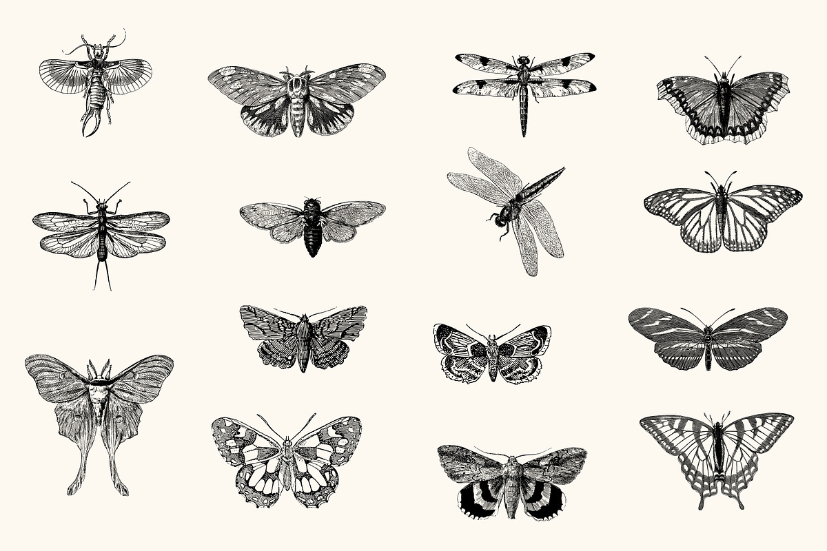 Insects - Vintage Illustrations, an Illustration by Graphic Goods (Photo 7 of 10)