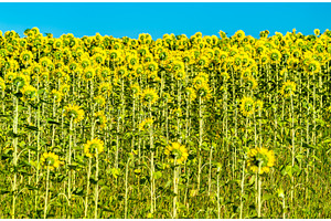 Sunflower field in kursk oblast of featuring sunflower, yellow, and field, a Nature Photo by Leonid Andronov