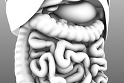 Human internal organs, a Characters & Person 3D Model by konstantin.ermolaev (Thumbnail 32 of 46)