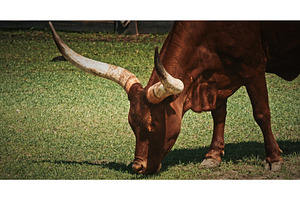 Bovine Grazing with Majestic Long, an Animal Photo by Our Amazing World
