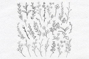 Vector Drawn Herbs, Plants, Flowers