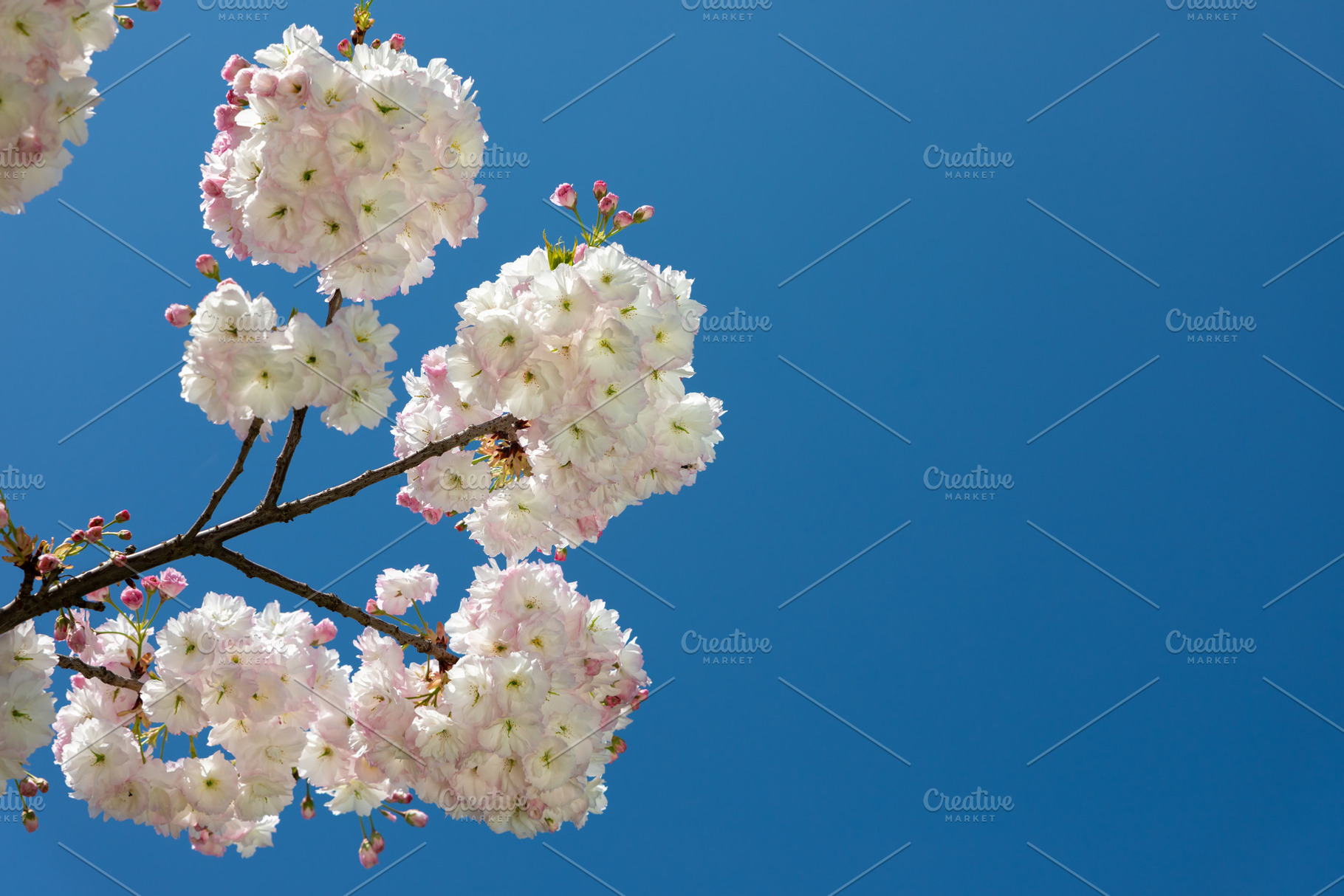 Close-up of white cherry blossom clusters blooming on branches a, a Nature Photo by Ales Munt