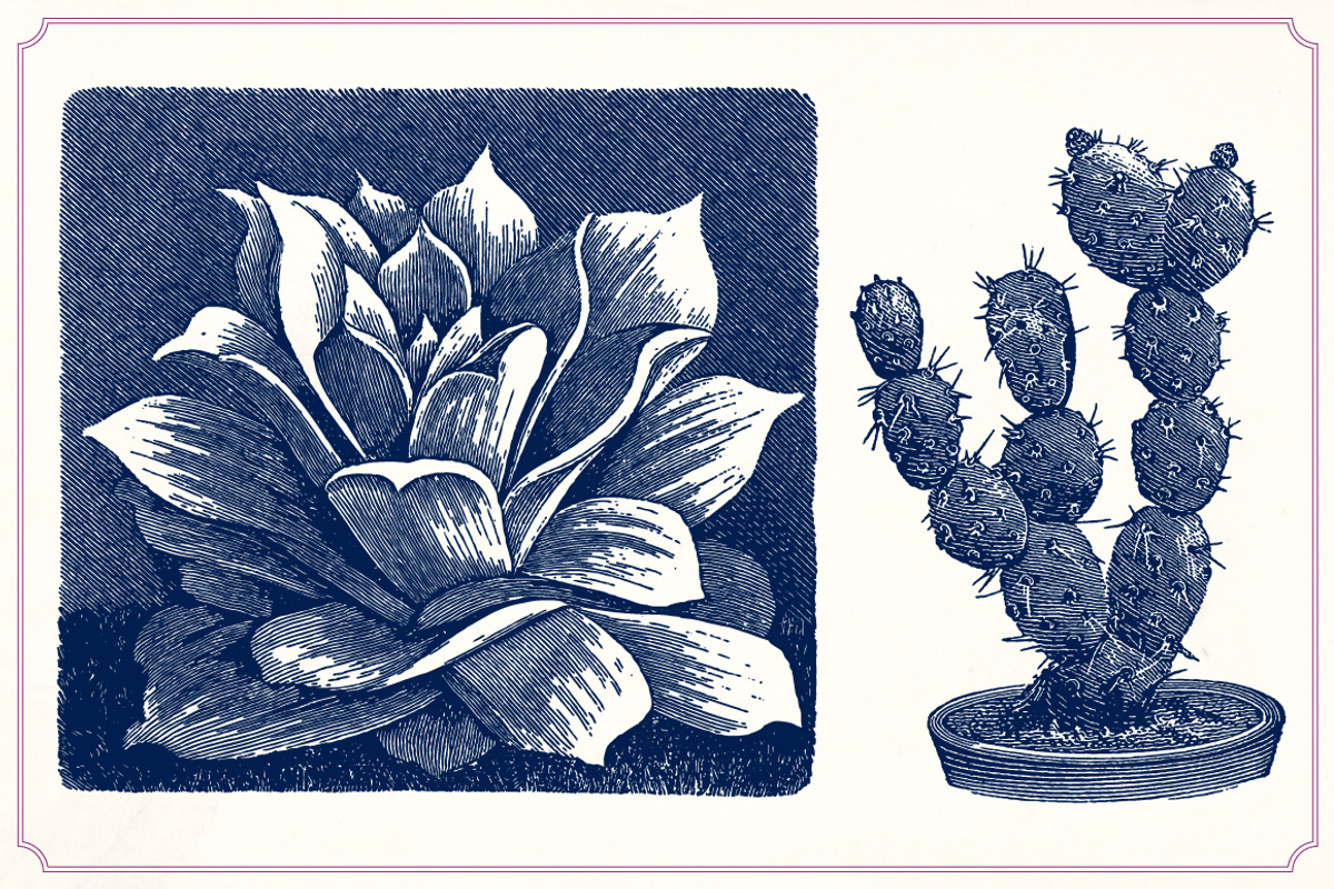 Vintage Cacti and Succulents, an Object Illustration by Mr Vintage (Photo 6 of 11)