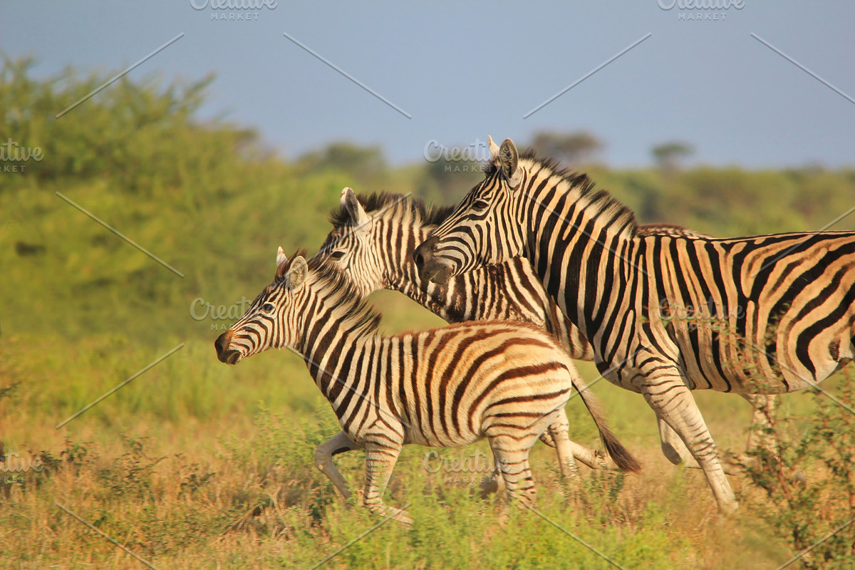 Zebra - Running Stripes, an Animal Photo by Wildlife Wonder (Photo 2 of 2)