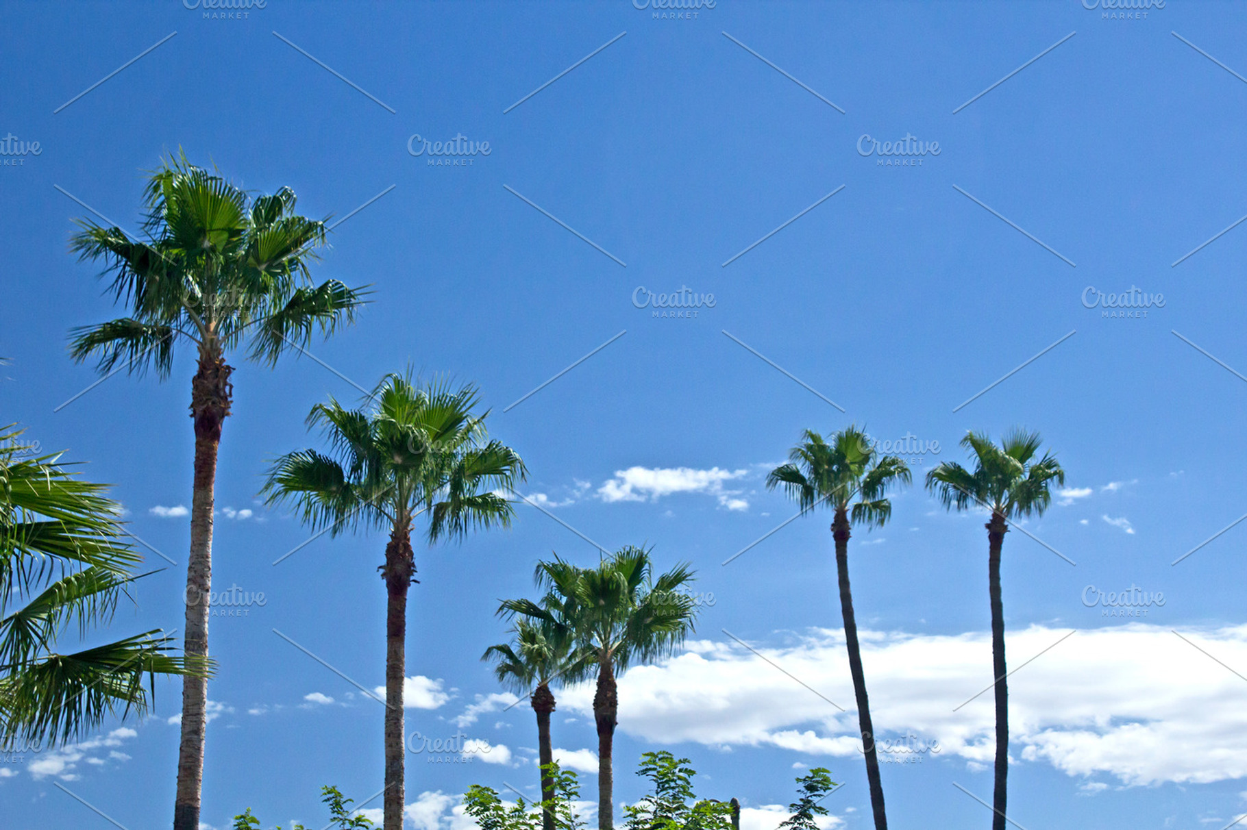 Palm trees stock photo containing nature and picture