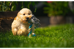 Fluffy Maltipoo Puppy Plays with, an Animal Photo by MadPhotos