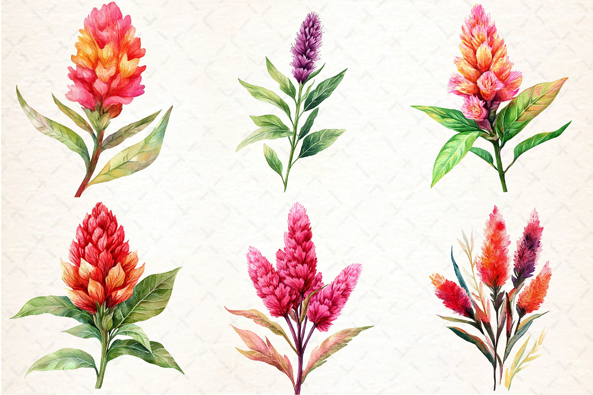 Celosia Flower Clipart, an Illustration by DreamCafeArt (Photo 4 of 9)