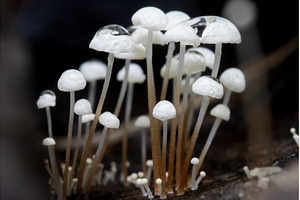 Cluster of tiny wild mushrooms, an Animal Photo by Pakosta