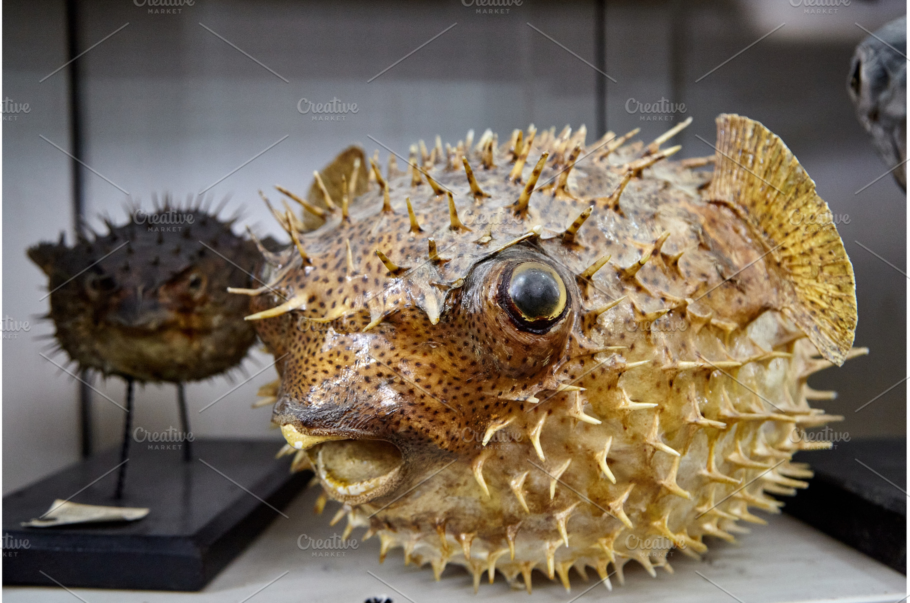Taxidermied Porcupinefish with, an Animal Photo by Rohan Photography