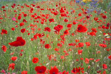 Poppy field containing poppy, field, and wild