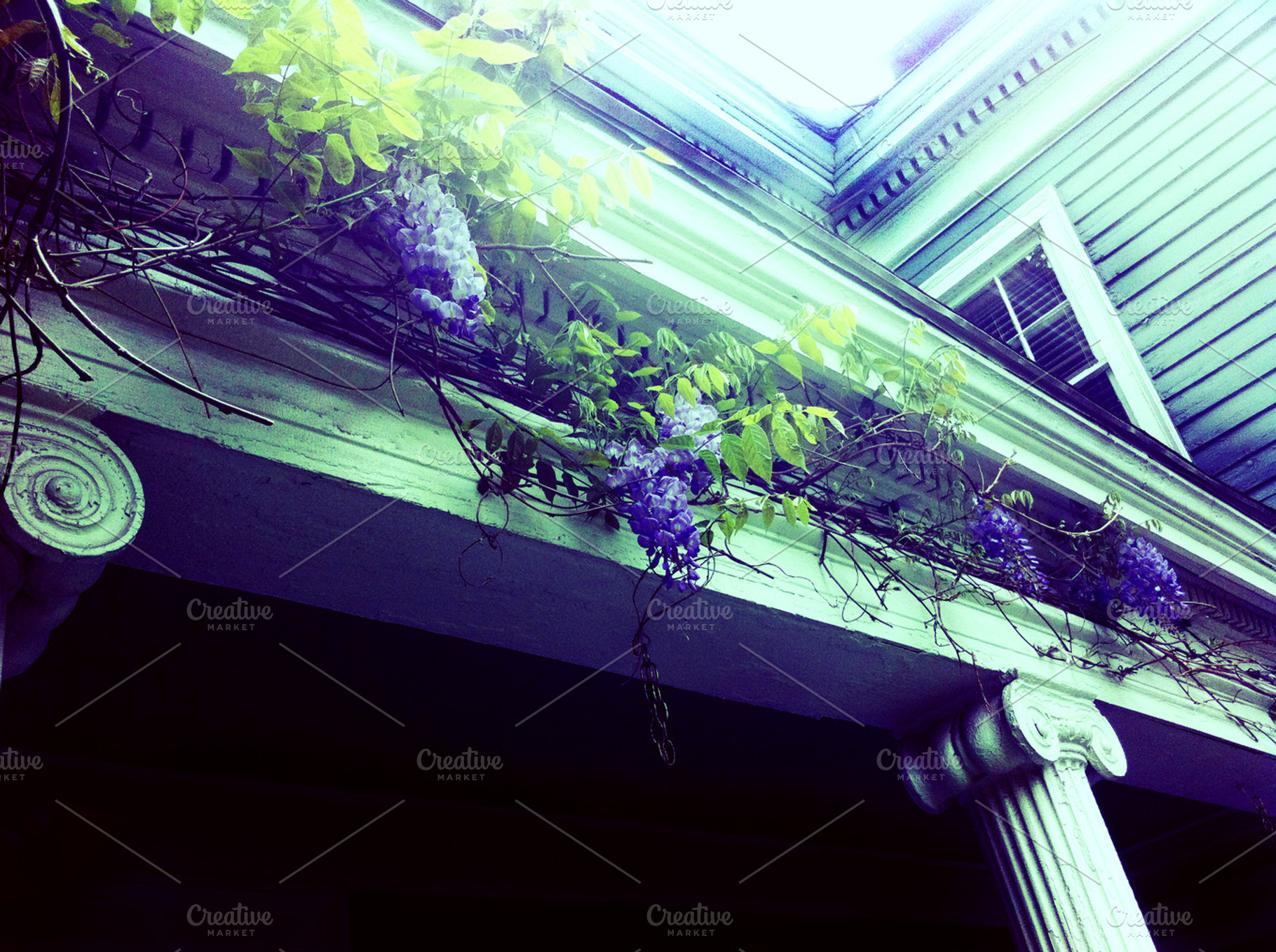 Blooming Wisteria On Historic House