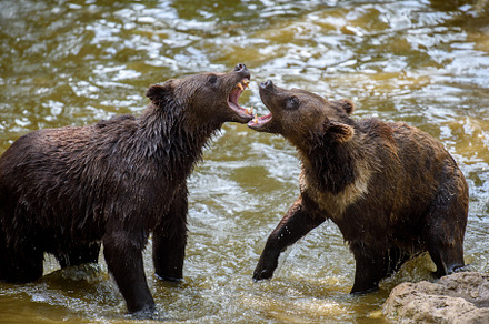 Two Wild Brown Bear (Ursus Arctos) in the forest pond. Animal in, a Background Photo by Byrdyak