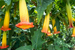 Vibrant yellow and orange brugmansia flowers hanging amidst lush, a Photo by GoodGoods