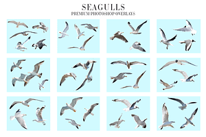 Seagulls Overlays Photoshop