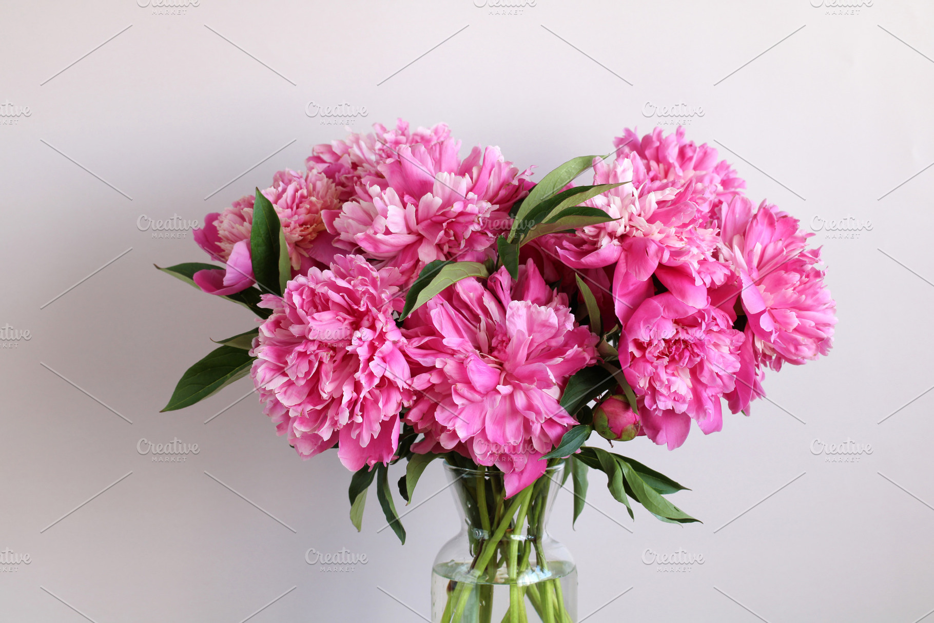 Pink peonies., a Background Photo by BalaguR
