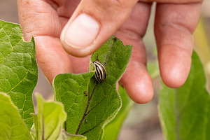 Farmer finding colorado potato beetle, a Photo by Grafvision photography