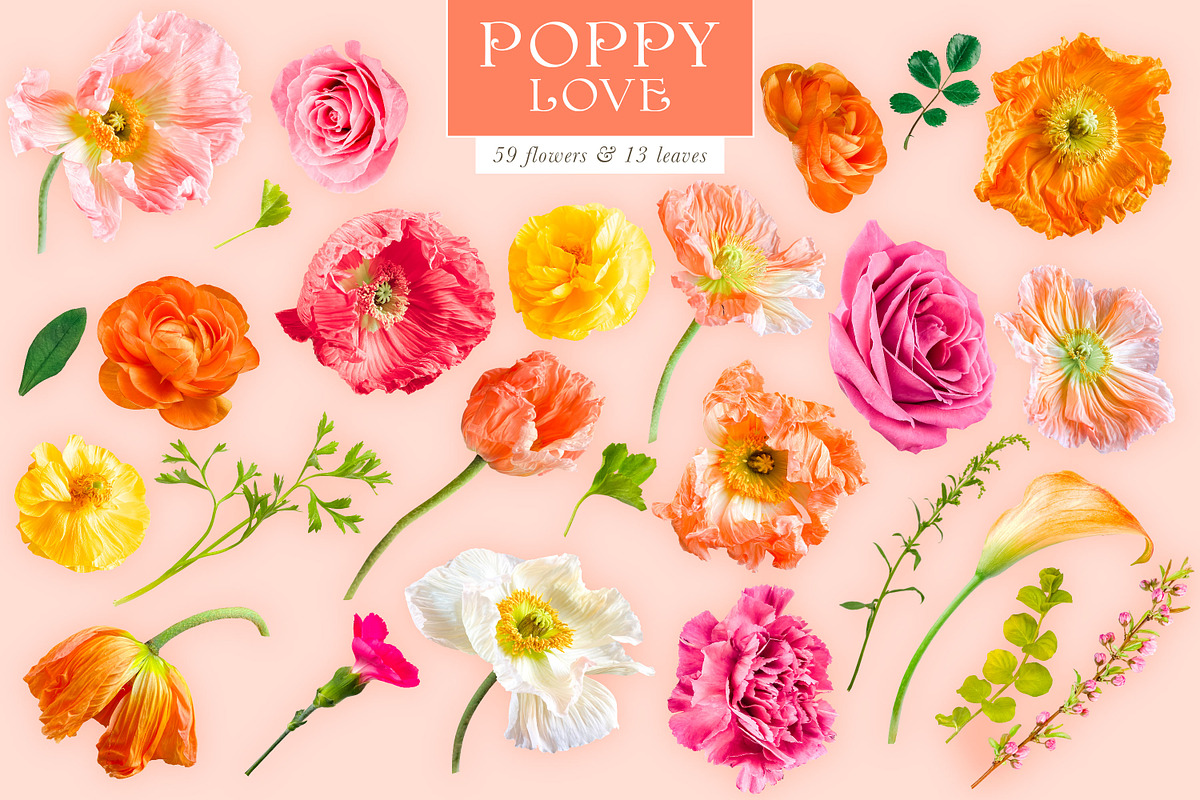 Poppy Love Floral Clip Art, an Object Graphic by Eclectic Anthology (Photo 17 of 18)