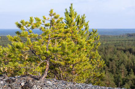 Group of small pines are by a lake i, a Nature Photo by Illustrations&photos