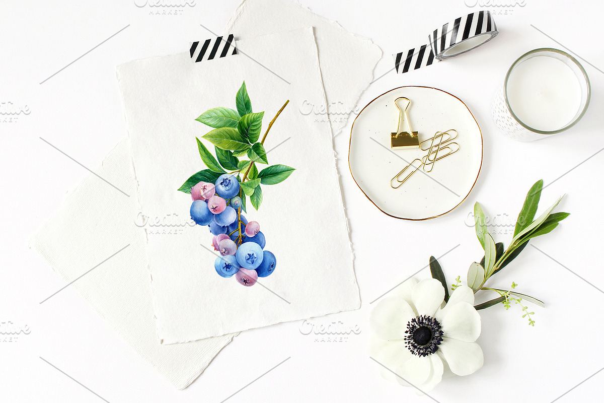Blueberry, botanical illustration, a Food Illustration by Hanna Hryharenka (Photo 6 of 9)