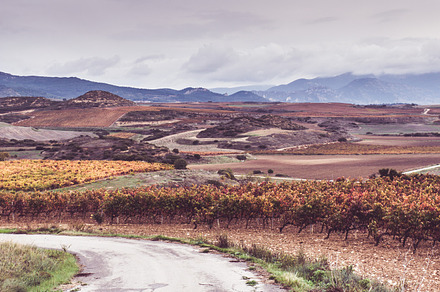 Vineyard landscape in Spain