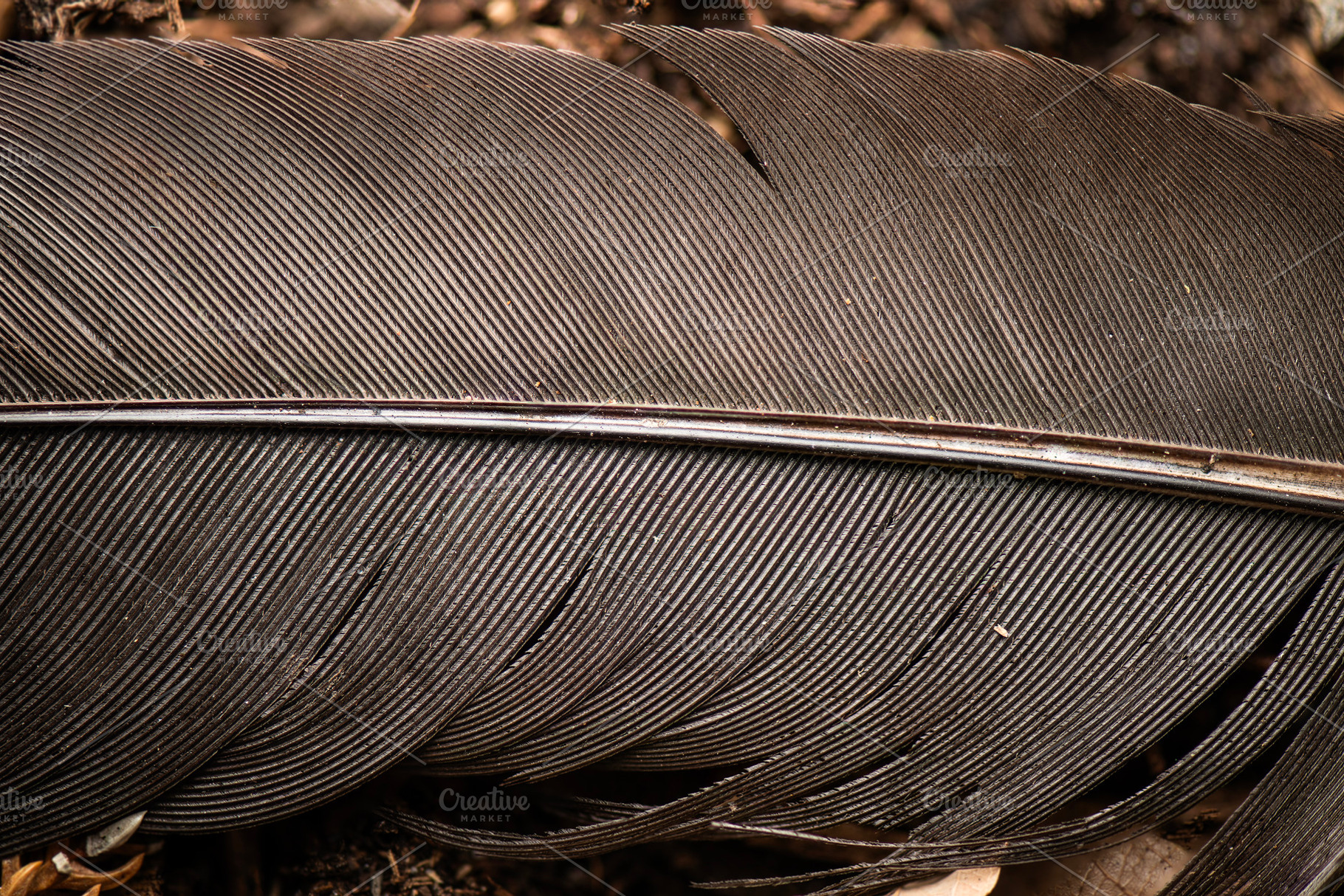 Australian Brush Turkey Tail Feather, an Animal Photo by Rob D Animal Photography