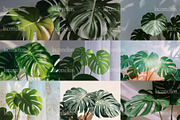 45 Aesthetic Monstera Plant Photos, a Nature Photo by Incomelion (Thumbnail 8 of 12)