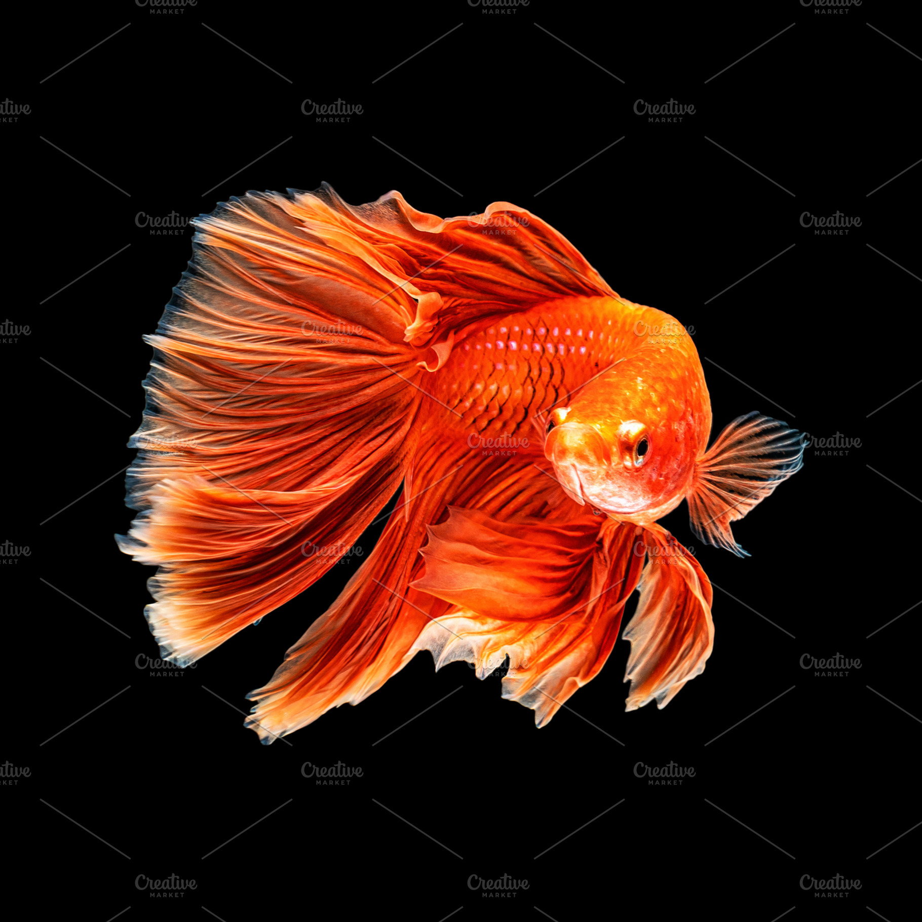 Movement beautiful of colorful siame, an Animal Photo by Tzido Gallery