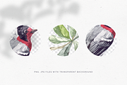 Bullfinch watercolor illustration, an Animal Illustration by Tilling (Thumbnail 2 of 4)